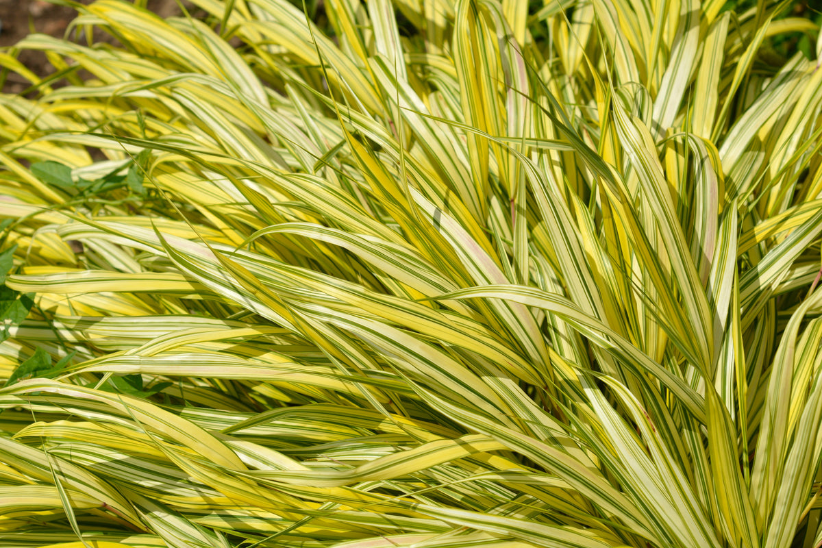 Hakonechloa macra 'Aureola', 2L, 10-pack