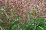 Miscanthus sinensis 'Flamingo', 2L, 4-pack