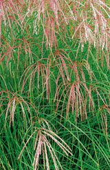Miscanthus sinensis 'Flamingo', 2L, 10-pack