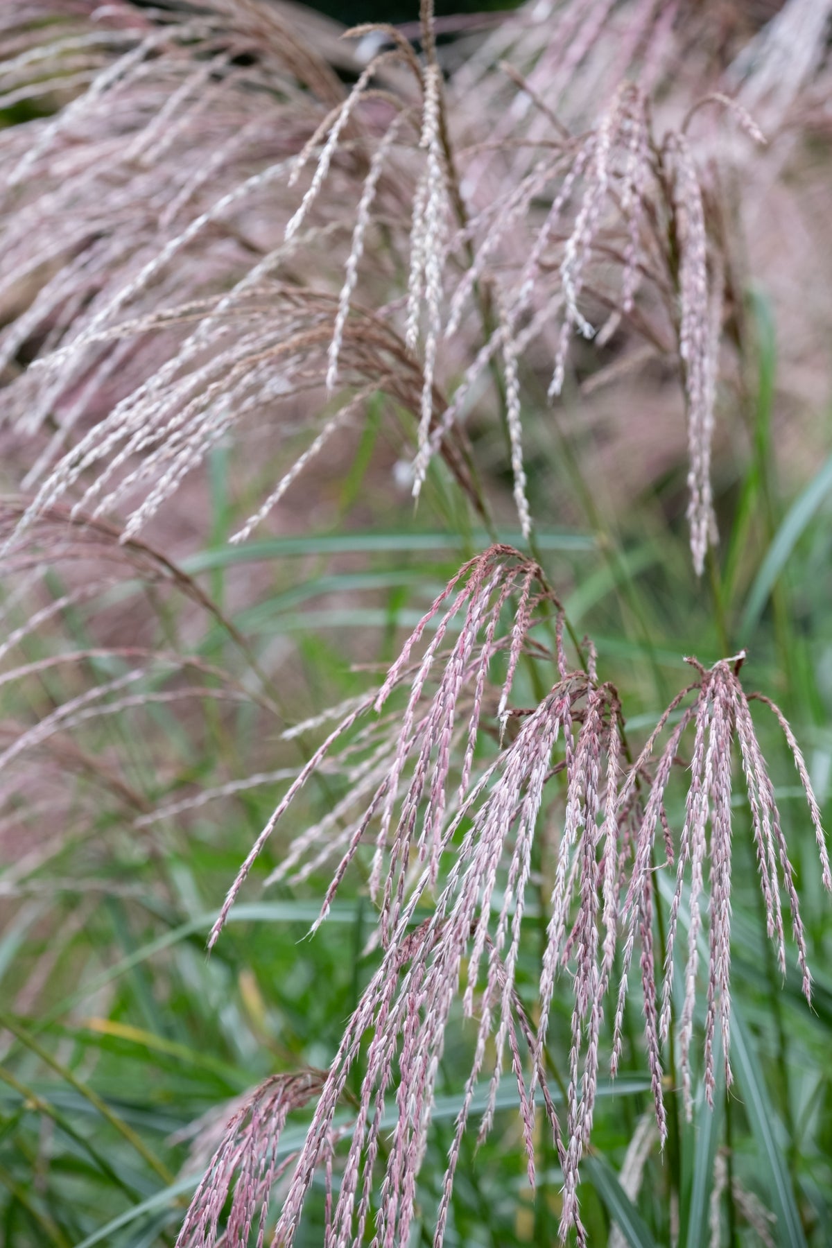 Miscanthus sinensis 'Flamingo', 2L, 4-pack