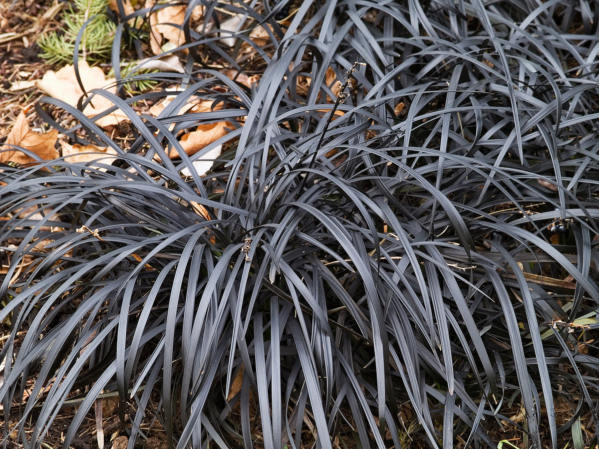 Ophiopogon planiscapus 'Niger', 2L, 10-pack
