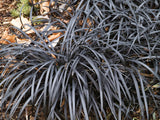 Ophiopogon planiscapus 'Niger', 2L, 10-pack