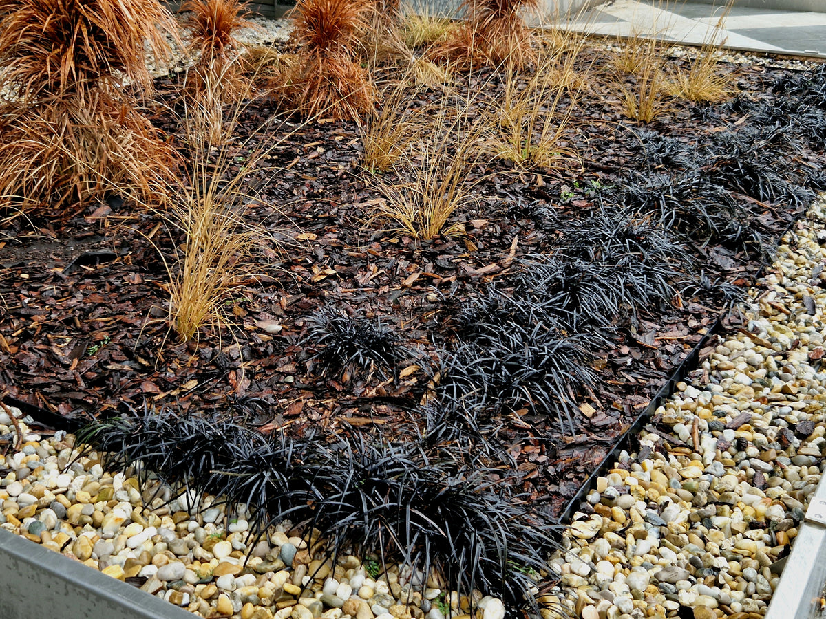 Ophiopogon planiscapus 'Niger', 2L, 10-pack