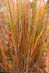 Jungfruhirs 'Northwind' 2L, 10-pack