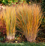 Jungfruhirs 'Northwind' 2L, 10-pack