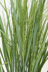 Jungfruhirs 'Northwind' 2L, 2-pack