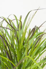 Jungfruhirs 'Squaw' 2L, 2-pack