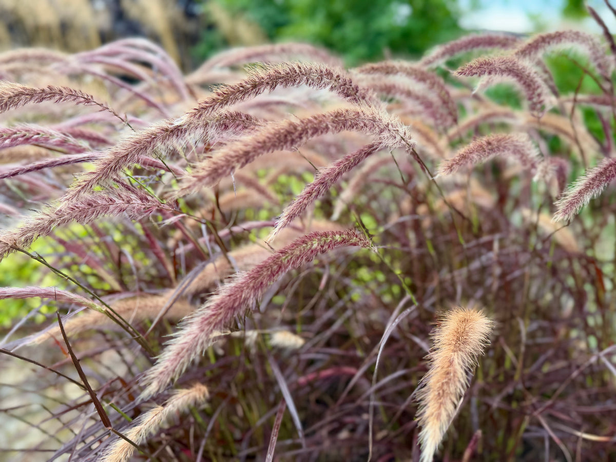 Pennisetum setaceum 'Rubrum'', 2L, 4-pack