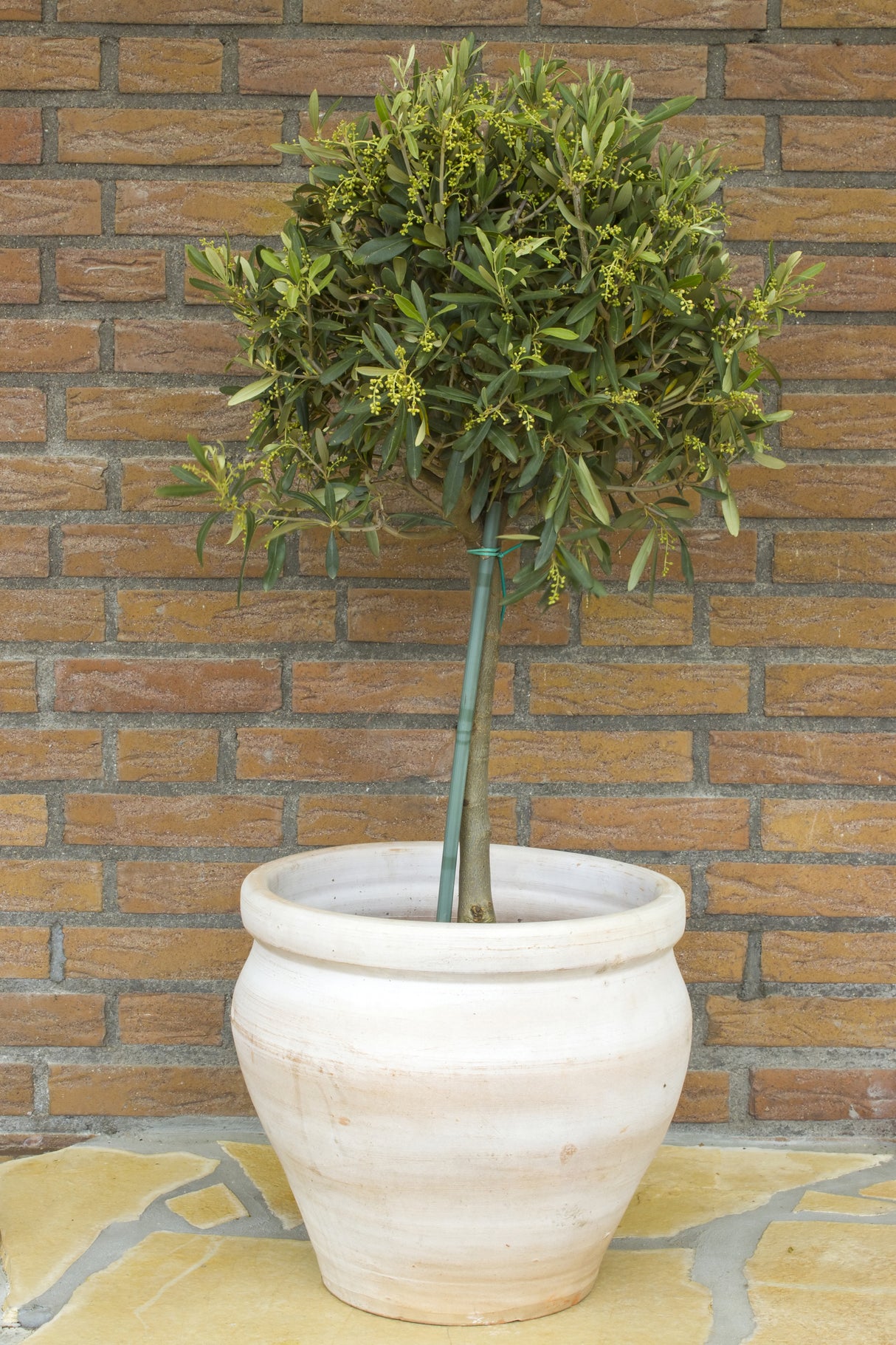 Olea europaea, stam, 95/105 cm