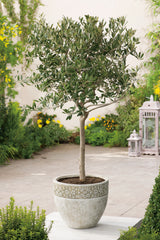 Olea europaea, stam, 150 cm
