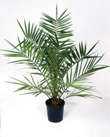 Phoenix canariensis , 150/160 cm