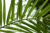 Phoenix canariensis , 150/160 cm