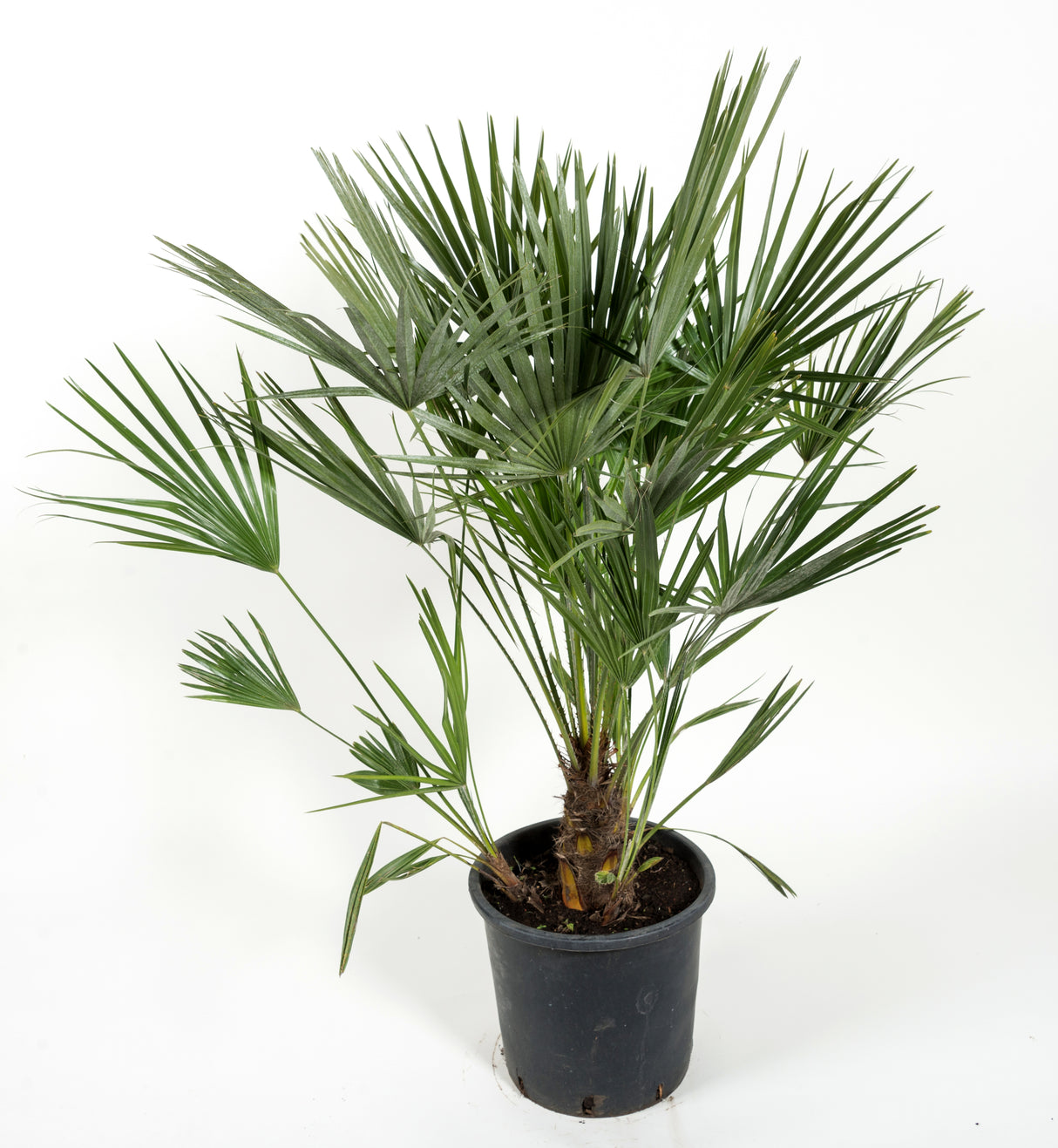 Chamaerops humilis, 100/110 cm