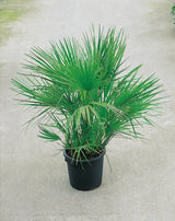 Chamaerops humilis, 100/110 cm