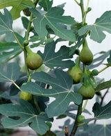 Fikon 'Bornholms Diamant' H60cm