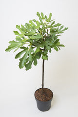 Fikon 'Bornholms Diamant' H80cm