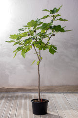 Fikon 'Bornholms Diamant' H80cm