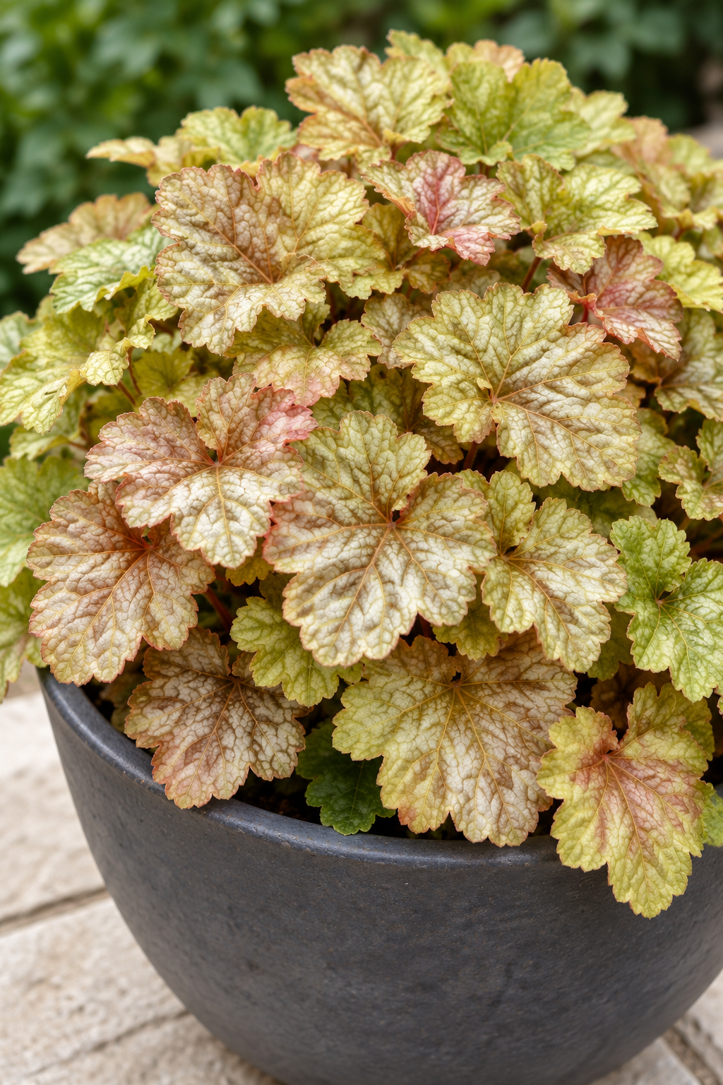 Alunrot 'Ginger Ale' 12cm kruka