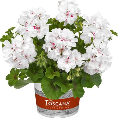 Hängpelargon 'Big5 White Angel'