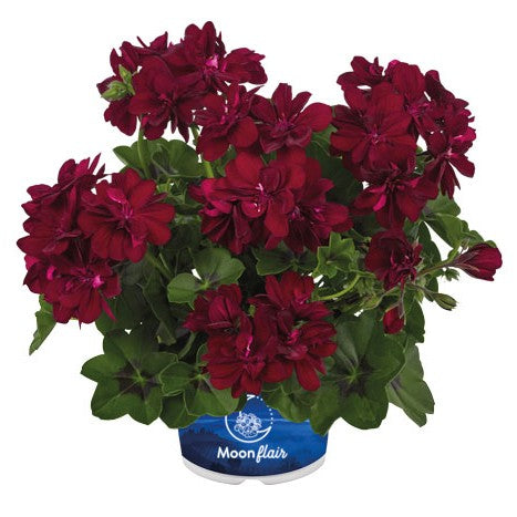 Hängpelargon 'Moonflair Burgundy' 12cm kruka