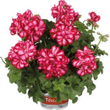 Hängpelargon 'Toscana Lollipop Mariska' 3st sticklingar