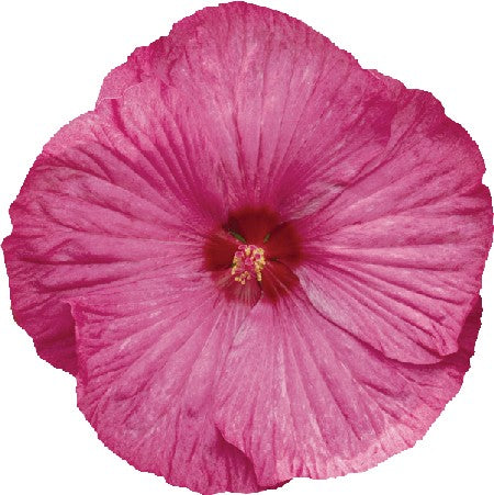 Hibiskus 'Rose' F1