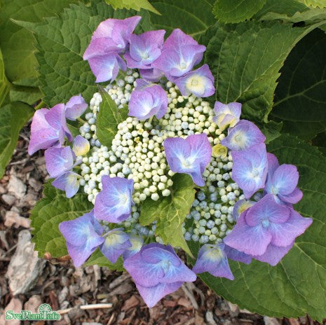 Hortensia 'Blaumeise' 12cm kruka