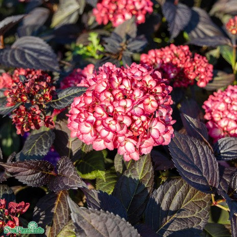 Hortensia 'Eclips' 12cm kruka