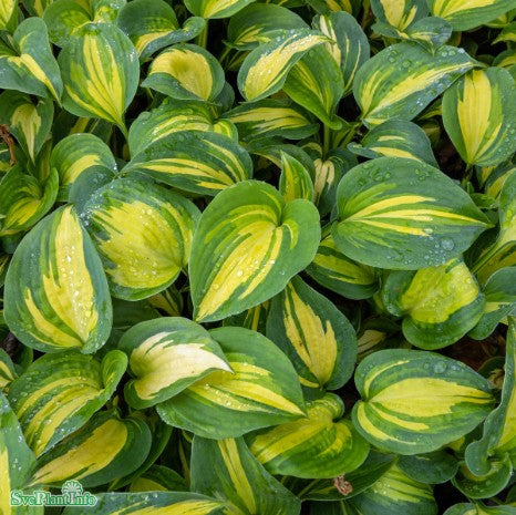 Hosta 'Great Expectations'