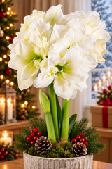 Afrikansk Amaryllis 'Alfresco' 1st
