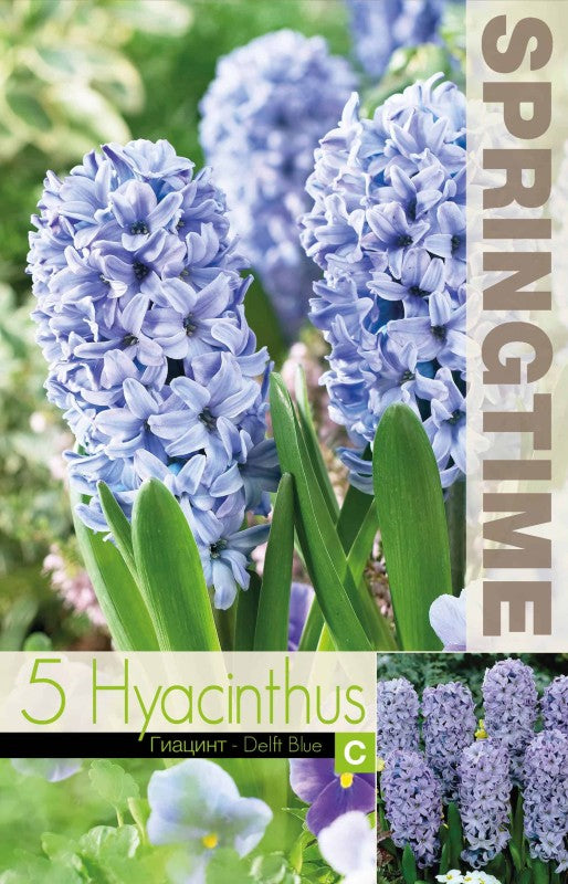 Hyacint 'Delft Blue' 5st