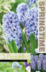 Hyacint 'Delft Blue' 5st