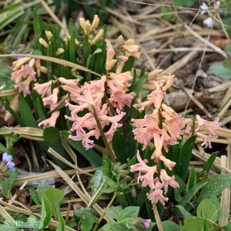 Hyacint 'Gipsy Queen' 7cm kruka