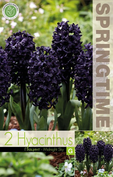 Hyacint 'Midnight Sky' 2st