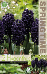 Hyacint 'Midnight Sky' 2st