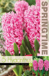 Hyacint 'Pink Pearl' 5st