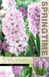 Hyacint 'Splendid Cornelia' 5st