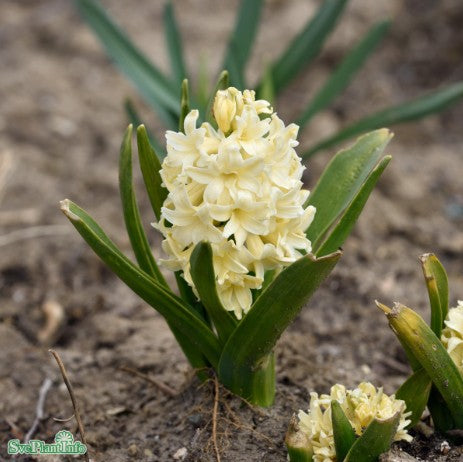 Hyacint 'Yellowstone' 7cm kruka