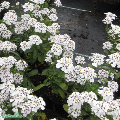 Iberis 'Alexander's White' 12cm kruka