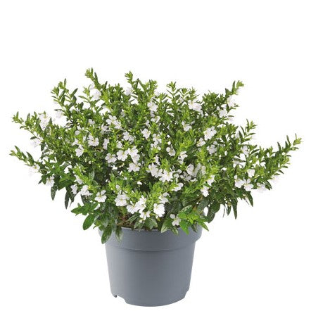 Isopskufea 'White' 12cm kruka