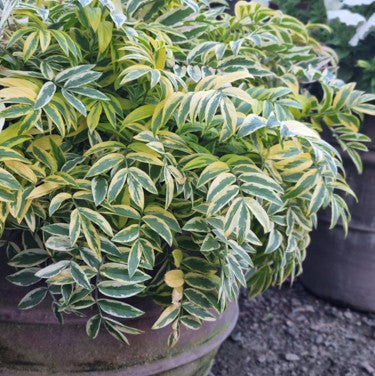 Jakobs stege 'Golden Feathers' 10,5cm kruka