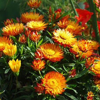 Jätteeternell 'Sunbrella Orange' 10,5cm kruka