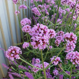 Jätteverbena 'Little Cloud' - 3 plantor