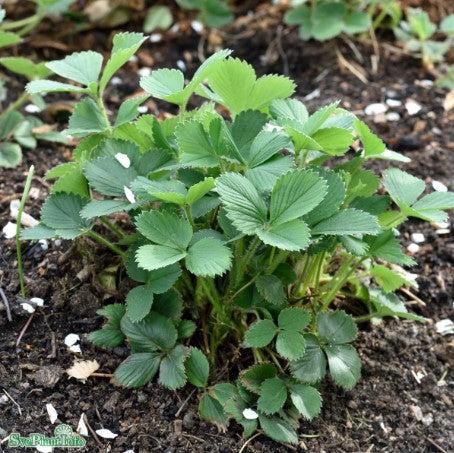 Jordgubbe 'Sengana' 15-pack i kruka