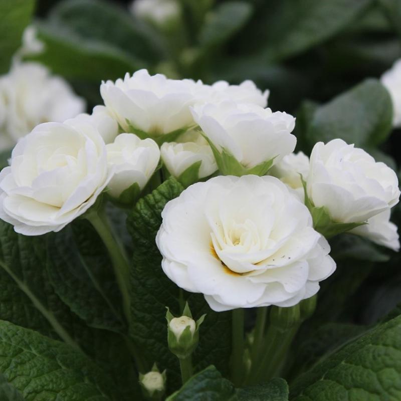 Jordviva 'Belarina Snow' 12cm kruka