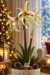 Afrikansk Amaryllis 'Juniper'