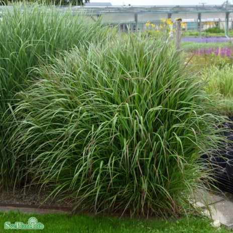 Jungfruhirs 'Squaw' 2L, 2-pack