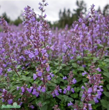 Kantnepeta 'Purrsian Blue' 10,5cm kruka