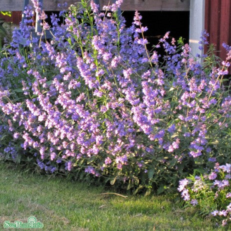 Kantnepeta 'Walker´s Low' 11cm kruka