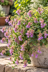Prydnadsoregano 'Amethyst Falls'